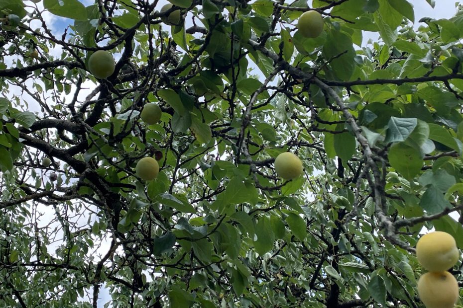 Reineclauden am Baum