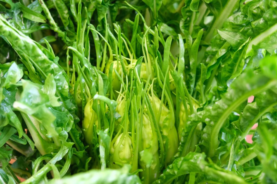 Puntarelle