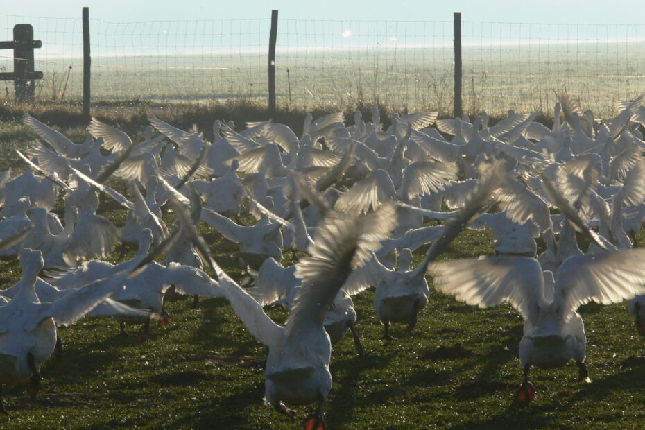 Gänse auf dem Bio-Geflügelhof Adelwarth